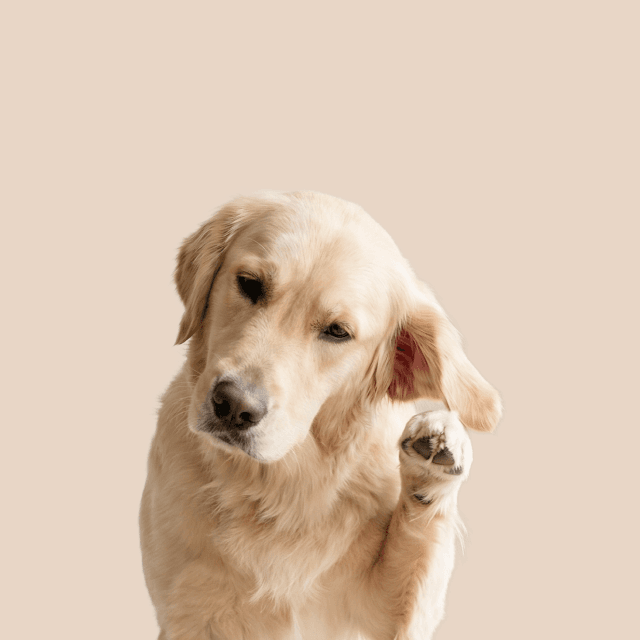 Ear Infections
