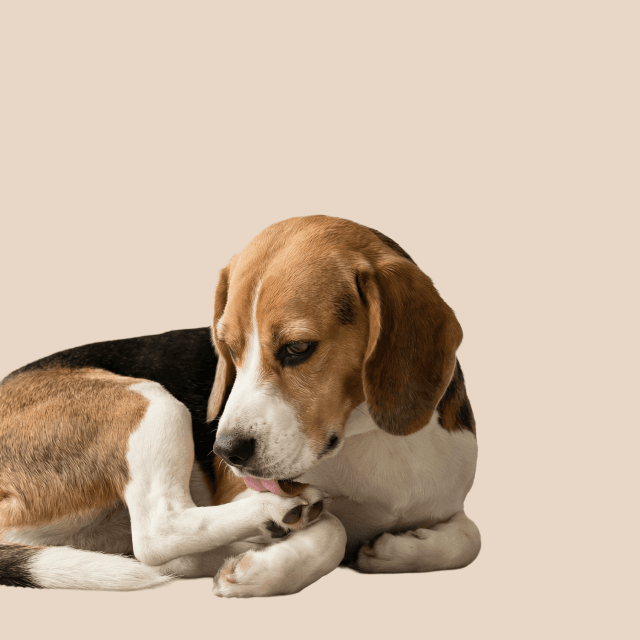 Itching and Paw Licking